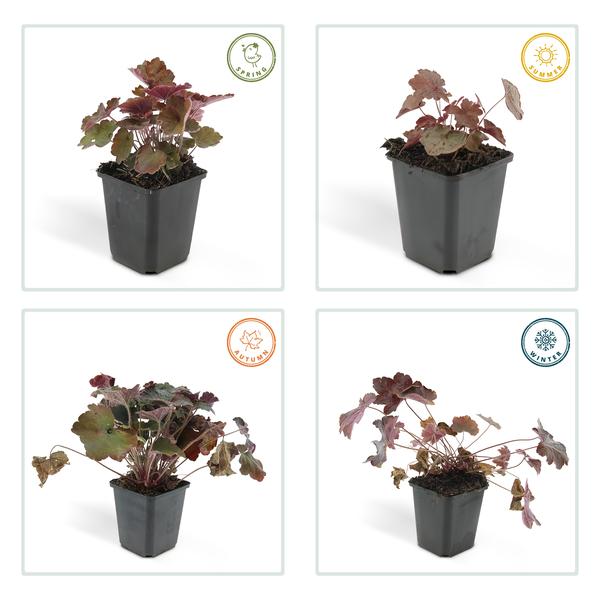 Heuchera 'Palace Purple' – Rotblättriges Silberglöckchen – Staude für Schatten & Beete – ↕10-25cm – Ø9cm – Für Garten & Pflanzgefäße – Plant