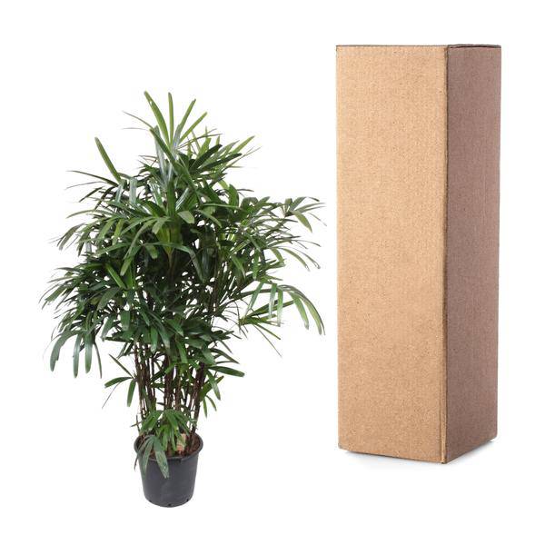 Steckenpalme Rhapis Excelsa Zimmerpflanze Ø40cm ↕190cm – tropische Grünpflanze für Wohnzimmer, Büro & helle Standorte kaufen – Plant