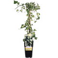 Gold – Efeu – Hedera helix ‘Goldheart’ – Ø15cm – ca. 65cm hoch – Immergrüne & winterharte Kletterpflanze mit gelbgrünen Blättern – Plant