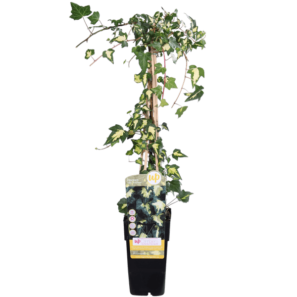 Gold – Efeu – Hedera helix ‘Goldheart’ – Ø15cm – ca. 65cm hoch – Immergrüne & winterharte Kletterpflanze mit gelbgrünen Blättern – Plant
