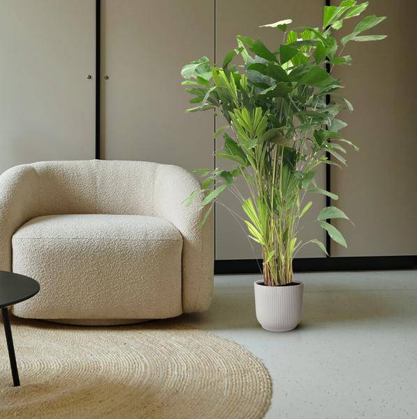 Caryota Mitis – Fischschwanzpalme – Zimmerpflanze ca. 140cm – Ø24cm – Tropische Palme mit gefiederten Blättern für Wohnzimmer, Büro & Wintergarten – Plant