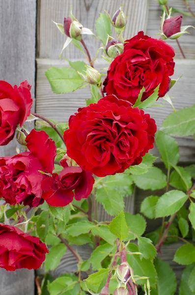 Rose – Crazy in Love 'Rot' – 3 Pflanzen – Ø15cm – Höhe ca. 65cm – Duftende & reich blühende Gartenrose – Plant