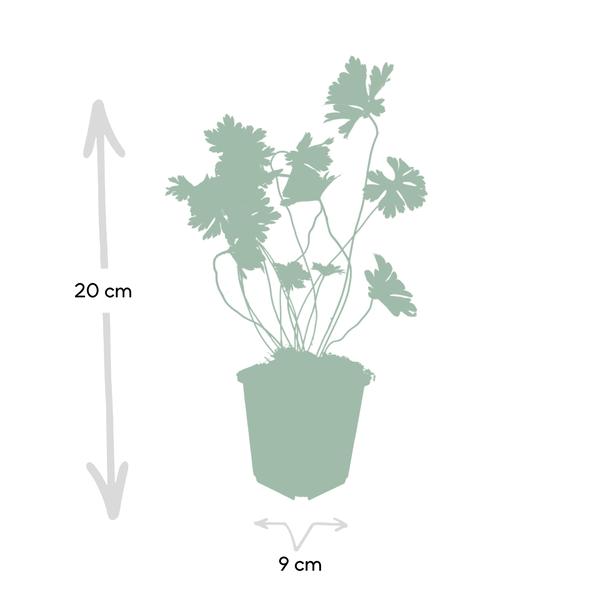 Geranium Rozanne – Storchschnabel – Ø9cm – ↕10-25cm – Lila Blüten, Bodendecker – Plant