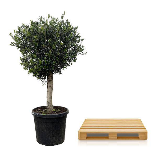 Olivenbaum – Olea Europaea Lorc 180cm – Ø50cm – Mediterrane Kübelpflanze mit silbergrünen Blättern – Pflegeleicht – Plant