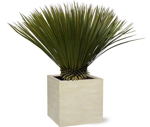 Palmlilie Yucca Rostrata Zimmerpflanze Ø30cm ↕70cm – pflegeleichte Grünpflanze für Wohnzimmer, Büro & helle Standorte kaufen – Plant