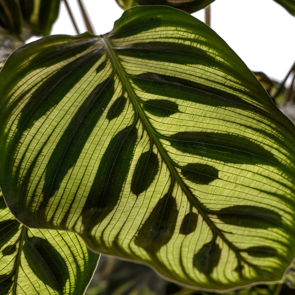 Calathea Makoyana Pfauen – Korbmaranthe – Zimmerpflanze Ø17cm – ca. 40-50cm hoch – Dekorative Blätter mit roter Unterseite – Plant