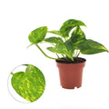 Efeutute Epipremnum Aureum Zimmerpflanze Ø12cm ↕25cm – pflegeleichte Grünpflanze für Wohnzimmer, Büro & helle Standorte kaufen – Plant