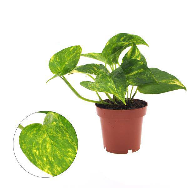 Efeutute Epipremnum Aureum Zimmerpflanze Ø12cm ↕25cm – pflegeleichte Grünpflanze für Wohnzimmer, Büro & helle Standorte kaufen – Plant