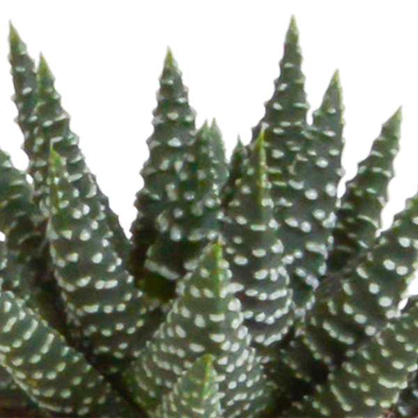 Sukkulenten Mix Gasteria & Haworthia – 5 Pflanzen – Ø5,5cm Zimmerpflanzen im weißen Topf – Verschiedene Mini – Sukkulenten – Plant