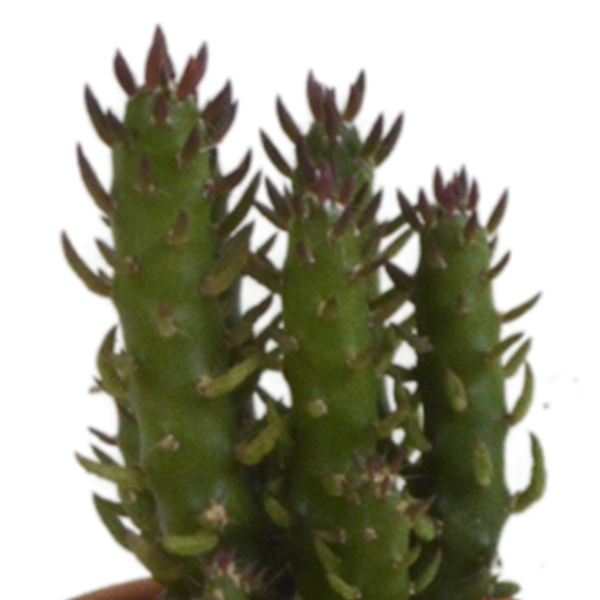 Sukkulenten & Kakteen Mix 5 Pflanzen Ø5,5cm – pflegeleichtes Pflanzen Set für Urban Jungle, Fensterbank, Wohnzimmer & Büro – Plant