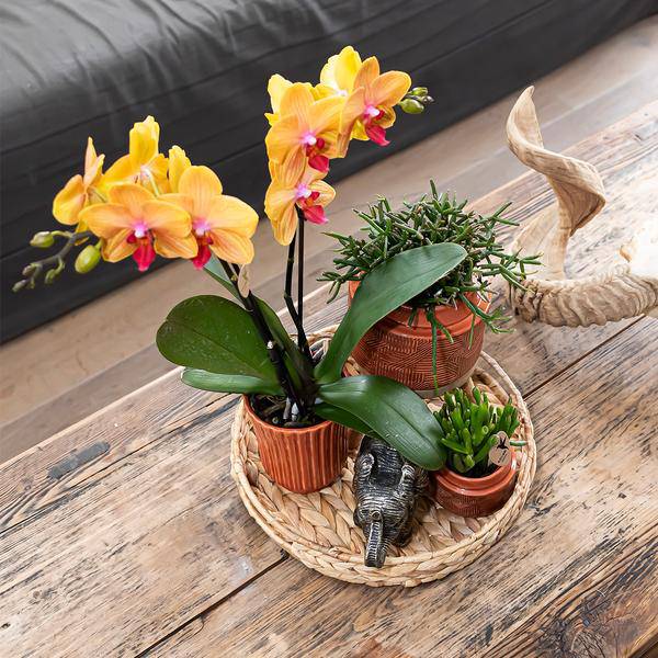 Dekorative Schale Zimmerpflanze Ø30cm – pflegeleichte Grünpflanze für Wohnzimmer, Büro & helle Standorte kaufen – Plant
