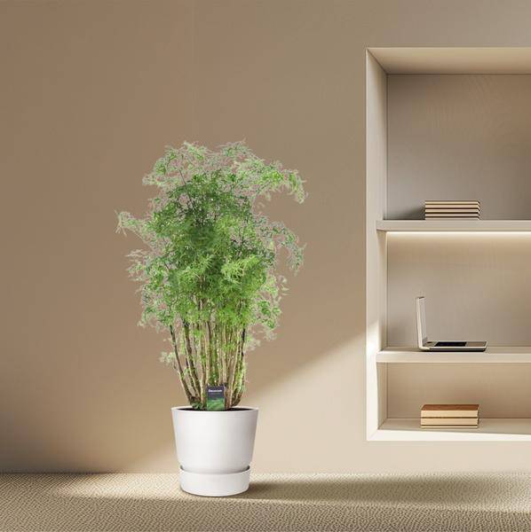 Polyscias Hawaiiana Ming – Fiederaralie – Immergrüne Zimmerpflanze – Elegante Grünpflanze für Wohnzimmer & Büro – ↕90cm – Ø24cm – Plant