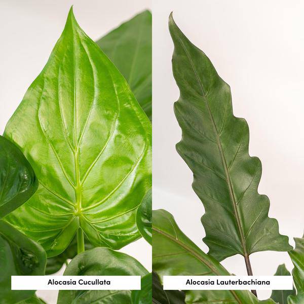 Alocasia Set – Cucullata & Lauterbachiana – Ø19cm Zimmerpflanzen – Exotische Grünpflanzen mit großen dekorativen Blättern – Plant