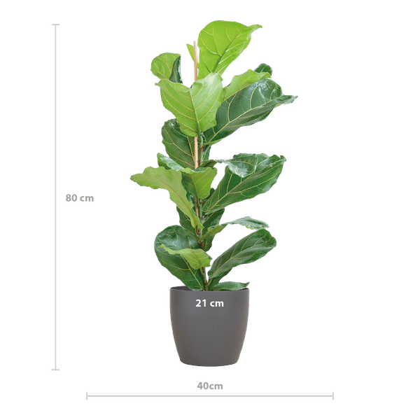 Ficus Lyrata – Geigen – Feige – Zimmerpflanze – 80cm – Ø21cm – inkl. Übertopf – Große Blätter, pflegeleicht, dekorativ – Plant