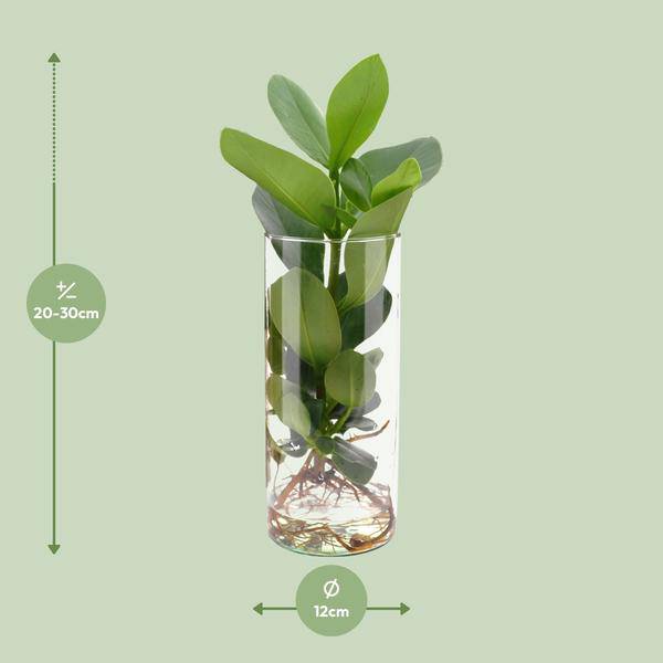 Clusia im Zylinderglas Zimmerpflanze Ø12cm ↕30cm – pflegeleichte Grünpflanze für Wohnzimmer, Büro & helle Standorte kaufen – Plant