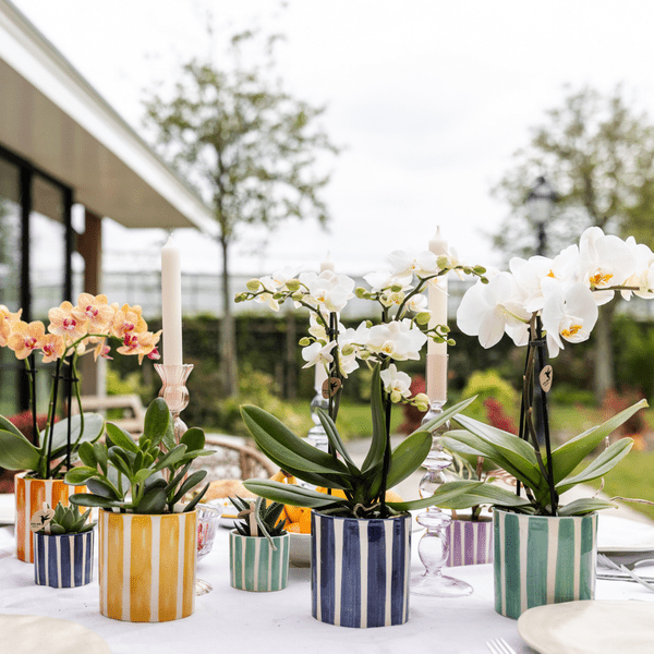 Topf Gemalter Streifen – Türkis – Ø9cm – Mediterraner Keramik Blumentopf mit Streifenmuster – Übertopf aus der Mediterranean Sunset Kollektion – Plant