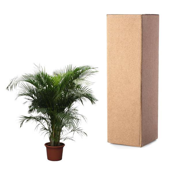 Goldfruchtpalme Dypsis Lutescens Zimmerpflanze Ø40cm ↕230cm – tropische Grünpflanze für Wohnzimmer, Büro & helle Standorte kaufen – Plant