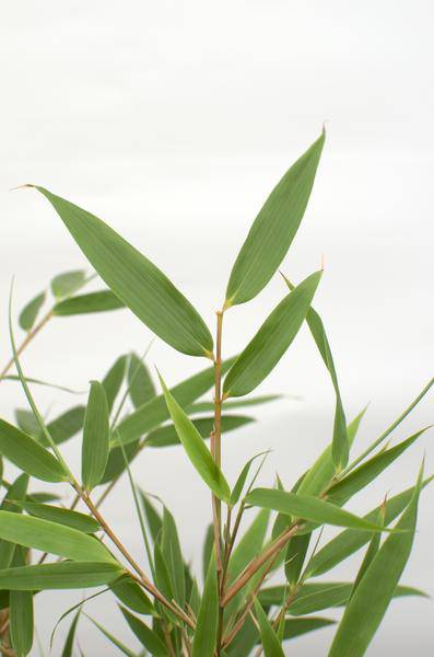 Schirmbambus Fargesia rufa – 2er – Set – ca. 60cm hoch Ø19cm – Immergrüner, horstbildender Bambus – Winterhart & nicht wuchernd – Plant