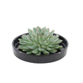 Sukkulente – Echeveria pulidonis ROOTLESS – Ø20cm Schale Schwarz – Zimmerpflanze ohne Wurzeln – Pflegeleichte Schnitt – Plant