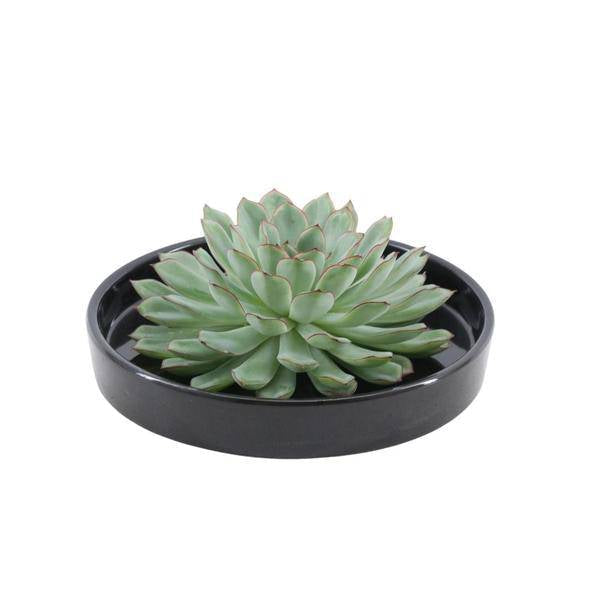 Sukkulente – Echeveria pulidonis ROOTLESS – Ø20cm Schale Schwarz – Zimmerpflanze ohne Wurzeln – Pflegeleichte Schnitt – Plant