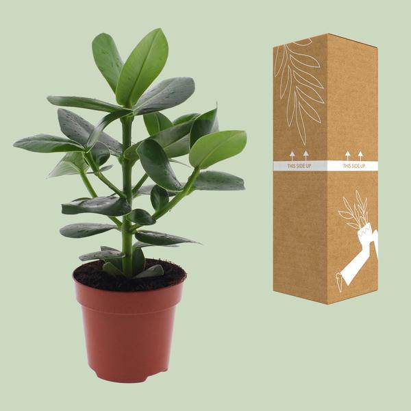 Clusia rosea Princess – Balsamapfel – Ø12cm – ↕15cm – Dekorative Zimmerpflanze mit glänzenden Blättern – Pflegeleicht & luftreinigend – Autogrammbaum – Plant