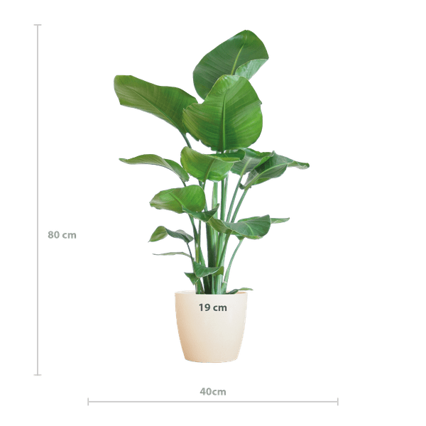 Strelitzia Nicolai – Baum – Strelitzie – Zimmerpflanze – 80cm – Ø21cm – inkl. Übertopf – Große Blätter, tropisches Flair, pflegeleicht – Plant
