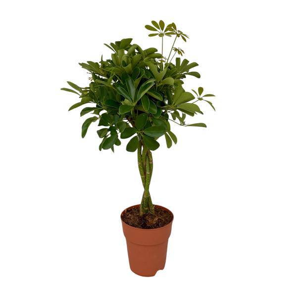 Strahlenaralie Schefflera Compacta Zimmerpflanze Ø19cm ↕80cm – pflegeleichte Grünpflanze für Wohnzimmer, Büro & helle Standorte kaufen – Plant