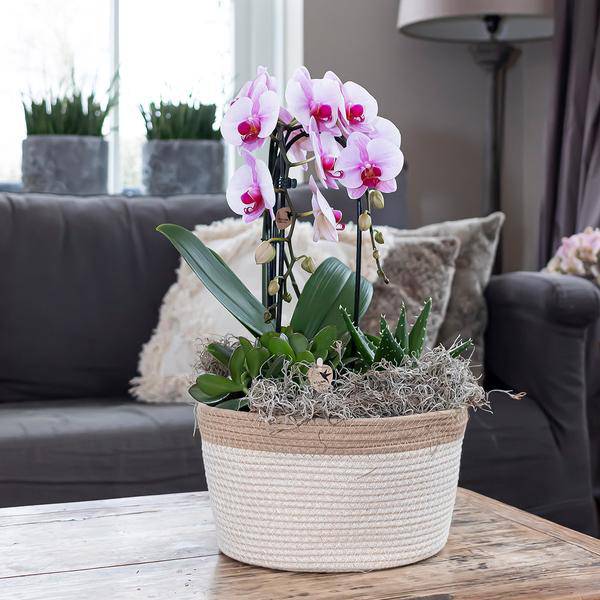 Rosa Phalaenopsis Orchidee – Niagara Fall – Ø12cm Höhe55-60cm – Blühende Zimmerpflanze mit großen rosa Blüten – Elegante Orchidee als Geschenk & Deko – Plant
