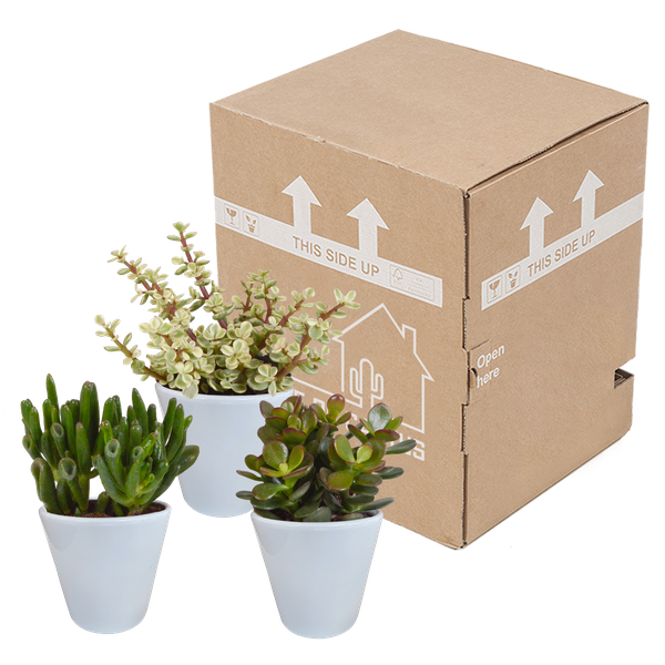Sukkulenten Mix 3 Pflanzen Ø8,5cm – pflegeleichtes Pflanzen Set für Urban Jungle, Fensterbank, Wohnzimmer & Büro – Plant
