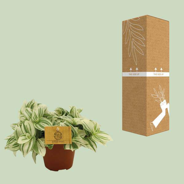 Dreimasterblume – Tradescantia Brightness – Zimmerpflanze – Ø12cm – ↕20cm – Pflegeleichte & dekorative Grünpflanze mit V – förmigen Blättern – Plant