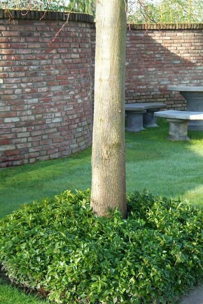 Japanischer Ysander Pachysandra terminalis – Immergrüner Bodendecker – Schattengarten – Pflegeleicht – Unkrautunterdrückend – Plant