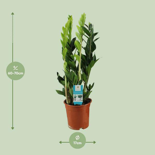 Glücksfeder Zamioculcas Zamiifolia Zimmerpflanze Ø17cm ↕65cm – pflegeleichte Grünpflanze für Wohnzimmer, Büro & helle Standorte kaufen – Plant