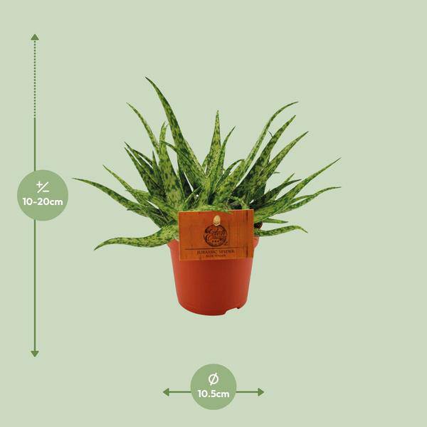 Sukkulente – Aloe Spider – Zimmerpflanze – Ø10,5cm – ↕15cm – Pflegeleichte Grünpflanze mit dekorativen stacheligen Blättern – Ideal für sonnige Standorte – Plant