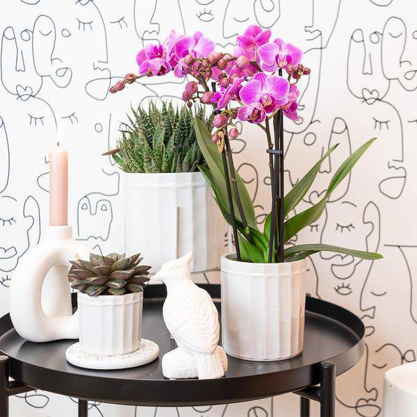 Phalaenopsis – Orchidee Mineral Vienna – Rosa – Ø9cm – Blühende Zimmerpflanze – 2-3 Zweige – Natürliche Farbpracht – Plant