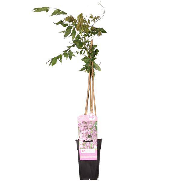 Rosa Blauregen Wisteria floribunda ‘Rosea’ Gartenpflanze Ø15cm ↕65cm – winterharte Pflanze für Garten, Balkon, Terrasse, Kübel & Beet online – Plant