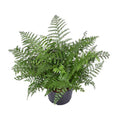 Nestfarn – Asplenium Parvati – Zimmerpflanze – Ø23cm – 55cm hoch – pflegeleichte Grünpflanze für Innenräume – dekorativer Farn für Wohnzimmer & Büro – Plant