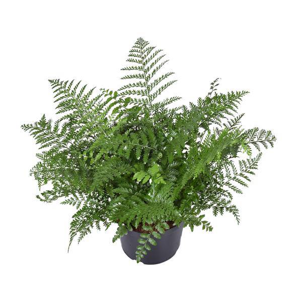 Nestfarn – Asplenium Parvati – Zimmerpflanze – Ø23cm – 55cm hoch – pflegeleichte Grünpflanze für Innenräume – dekorativer Farn für Wohnzimmer & Büro – Plant