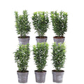 Grüne Spindelstrauchhecke – Euonymus japonicus 'Green Spire' – 6 winterharte Heckenpflanzen – Immergrüne Gartenhecke – Sichtschutz ca. 1 Meter – Plant