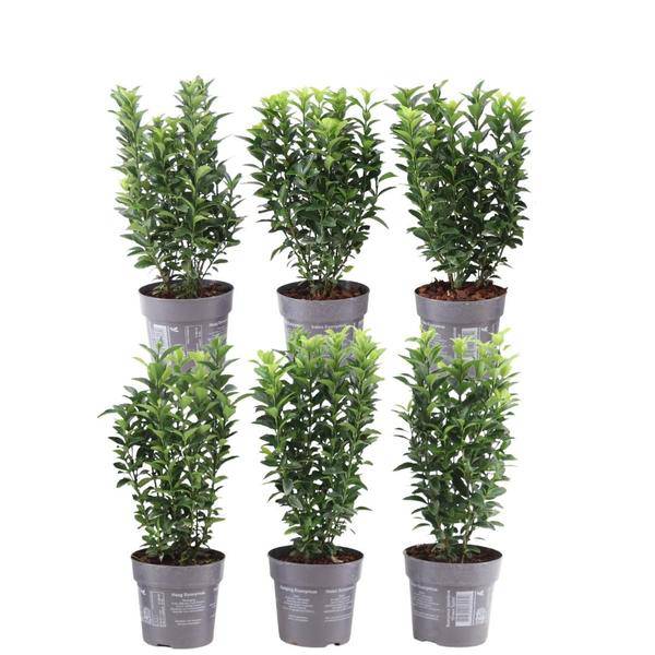 Grüne Spindelstrauchhecke – Euonymus japonicus 'Green Spire' – 6 winterharte Heckenpflanzen – Immergrüne Gartenhecke – Sichtschutz ca. 1 Meter – Plant