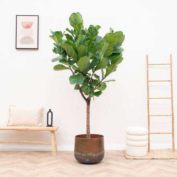 Topf Elisa Bronze – Blumentopf – Ø44cm x H39cm – Dekorativer Pflanzentopf für Innen – und Außenbereich – Plant