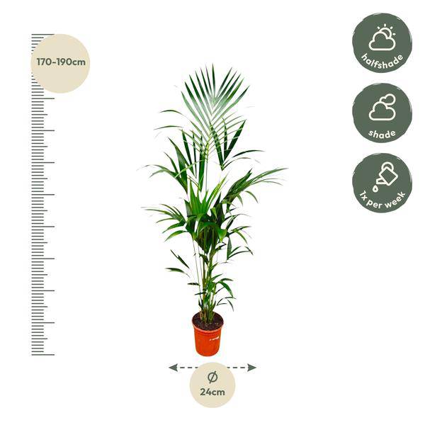 Kentia-Palme – Howea forsteriana – 180 cm hoch – Ø24 cm – Elegante Zimmerpalme – Luftreinigend & pflegeleicht – Für Wohnzimmer, Büro & Wintergarten – Plant