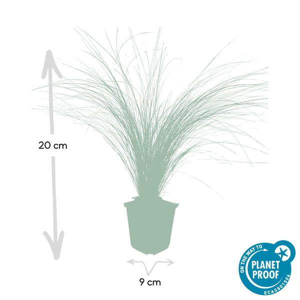 Federgras – Stipa tenuissima 'Pferdeschwänze' – ↕10-25cm – Ø9cm – Luftiges Ziergras – Sonne – Pflegeleicht – Blühend von Mai bis Septembe – Plant