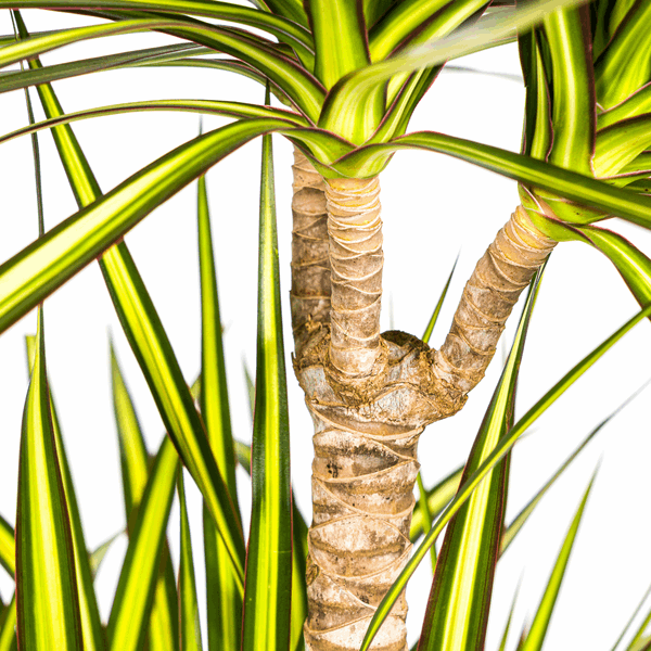 Dracaena marginata Sunray – Drachenbaum – Zimmerpflanze – Ø24cm – ↕130-150cm – Tropische Pflanze für hellen Innenbereich – Plant