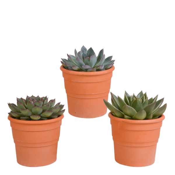 Echeveria Mix – Steinrose 3 Pflanzen – Ø10,5cm Zimmerpflanzen im Terrakotta – Topf – Verschiedene Sukkulenten im mediterranen Tontopf – Plant