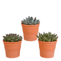 Echeveria Mix – Steinrose 3 Pflanzen – Ø10,5cm Zimmerpflanzen im Terrakotta – Topf – Verschiedene Sukkulenten im mediterranen Tontopf – Plant