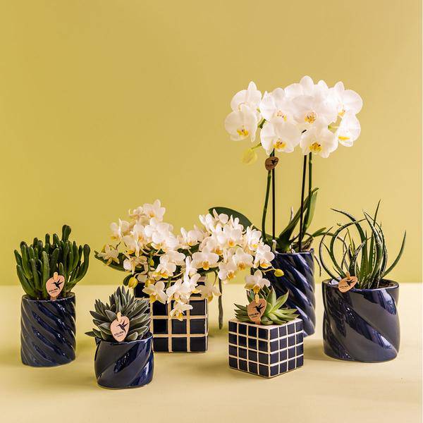 Candy Dekotopf – Hoch – Blau – Ø6cm – Keramik Übertopf in Pastellblau – Stilvoller Blumentopf für Mini – Orchideen & Zimmerpflanzen – Pflanzentopf – Plant