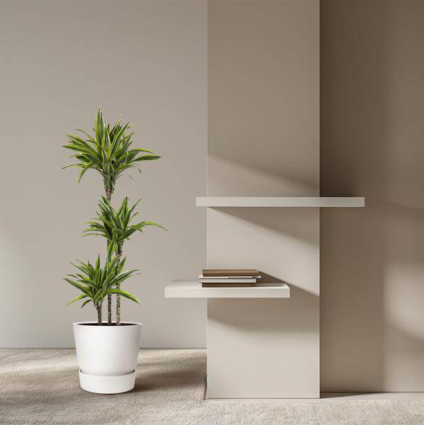 Drachenbaum Zimmerpflanze Ø24cm ↕140cm – pflegeleichte Grünpflanze für Wohnzimmer, Büro & helle Standorte kaufen – Plant