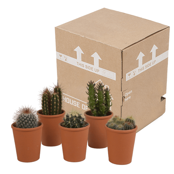 Sukkulenten & Kakteen Mix 5 Pflanzen Ø5,5cm – pflegeleichtes Pflanzen Set für Urban Jungle, Fensterbank, Wohnzimmer & Büro – Plant