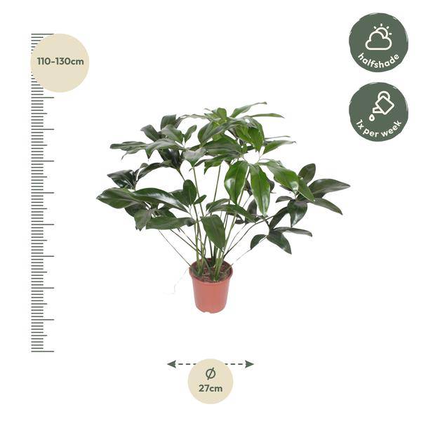 Baumfreund – Philodendron Green Wonder – Zimmerpflanze – 120cm – Ø27cm – tropische Kletterpflanze mit großen herzförmigen Blättern – Plant