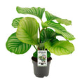 Blumentopf Korb Ø14cm ↕45cm – moderner Pflanztopf für Zimmerpflanzen, Sukkulenten, Kakteen & Kräuter – Plant